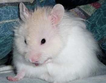 Close up - A white with tan Teddy Bear Hamster is sitting on a couch looking down. It is rubbing its mouth with its right foot in the air.