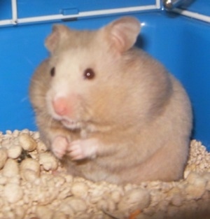 Pictures Baby Hamsters on Ch           S     Tr      Ng Tha  Nh Cu  A Bear Baby  X