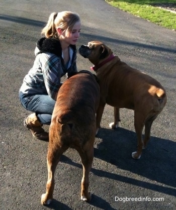 The back of a brown brindle with white Boxer and a brown with white Boxer are standing in front of a lady who is kneeling down.