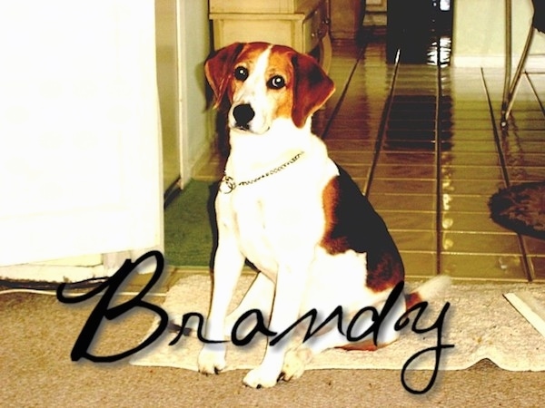 A Harrier is sitting on a tan throw rug that is on top of a wall to wall carpet in front of a kitchen. The name 'Brandy' is overlayed across the bottom of the image.