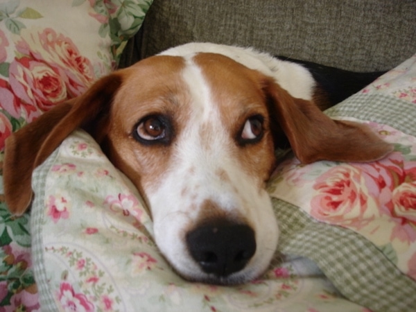 Close Up head shot - A Harrier is laying in a white blanket that has pink roses on it on a tan couch