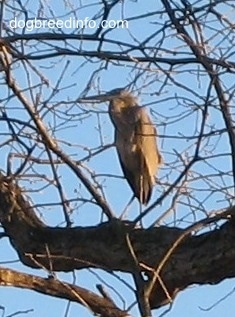 Great Blue Heron standing in an oak tree looking to the left