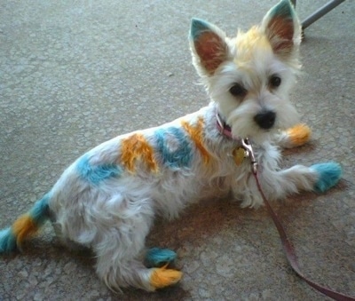 Tulah the Westie Maltese mix full grown Tulah the Westie Maltese mix full grown