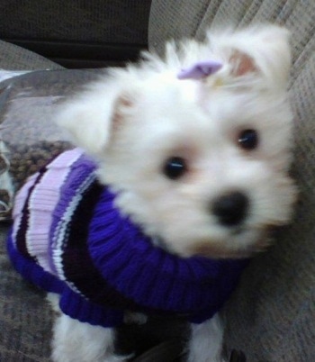 A white Highland Maltie is wearing a purple sweater and a purple bow on its head sitting in a passenger seat of a car with a bag of kibble dog food behind it.