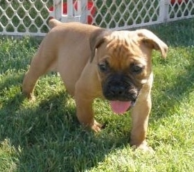 A tan with black Italian Bulldogge puppy is standing in grass with its head down and tongue showing.