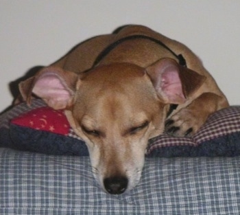 A tan Italian Doxie is sleeping on a blue dog bed with its head is over the edge.