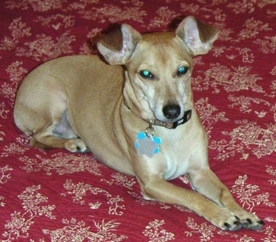 A tan Italian Doxie is laying on a red bed