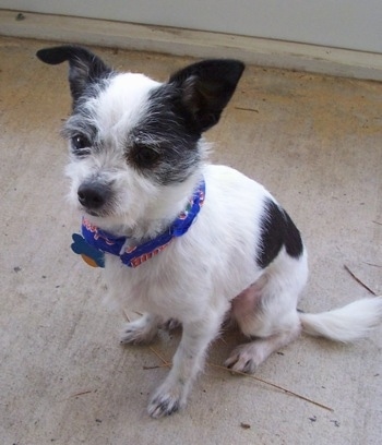 A white with black Jack Chi is sitting on a porch and its looking up and to the left