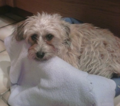 A tan Jackapoo is laying on a dog bed on top of a tan tiled floor.