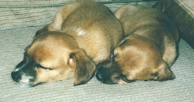 Two tan with white Jackshund puppies are laying inside of a big tan and brown dog bed.