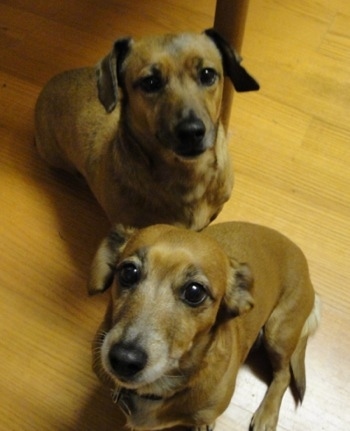 Two tan with white Dachshunds are sitting on a hardwood floor under a table and they are looking up