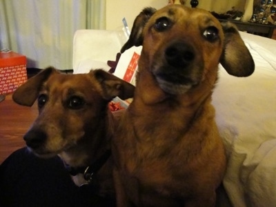 Two tan with white Jackshunds are sitting on a white couch with Christmas presents behind them.