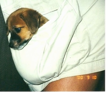 A tan with white and black Jackshund puppy is laying in the pocket of a persons white Cargo shorts