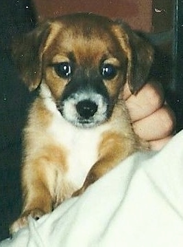 A tan with white and black Jackshund puppy is being held in the air by a person, there is a bed next to it