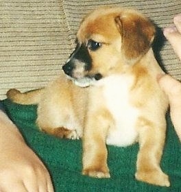 A tan with white and black Jackshund puppy is sitting on a green towel on top of a tan couch. There are hands reaching out to pet it