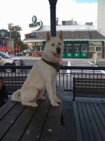 The right side of a white Japanese Akita Inu that is wearing a bandana, sitting on a bench top and it is looking forward.