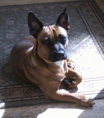 A tan with black perk-eared Jug is laying on a throw rug and looking up