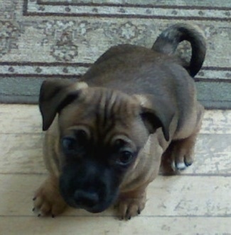 A tan with black Jug puppy is sitting on a rug with his front paws on a wooden floor and looking up