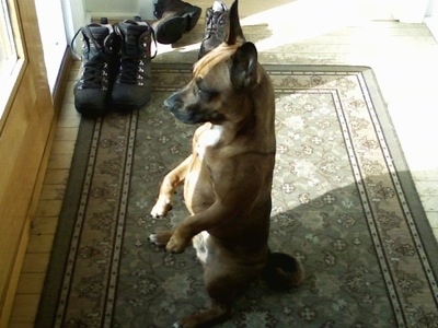 A tan with black perk-eared Jug is standing on its hind legs with its front paws hanging in front of him and looking out of a front door window.