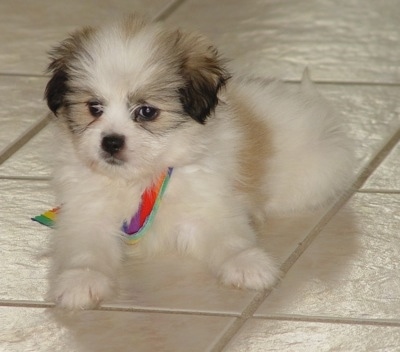 A fluffy white with tan and black Kimola puppy is sitting on a tan tiled floor looking forward.