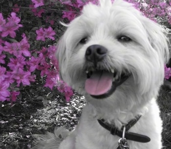 A white Kimola is sitting in front of a bush that has purple flowers on it.