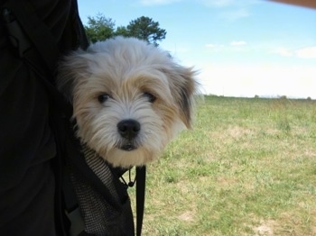 A white Kimola is being carried in a bag by a person who is walking through a field in grass