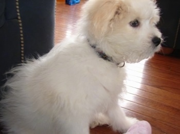 Side view - A white with tan Kimola puppy is sitting in front of a black leather couch and looking right