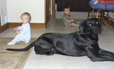 A black Labmaraner dog is laying on a white tiled floor with two toddlers sitting in the same room. One child is a girl and is behind the dog and the second child is a little boy and he is across the room on the far side of the dog.