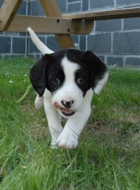 springer labrador