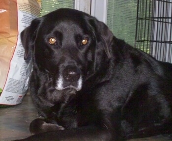 Close up the upper half of a black Labrador Retriever laying on a ground with a bag of dog food and a dog crate behind it.