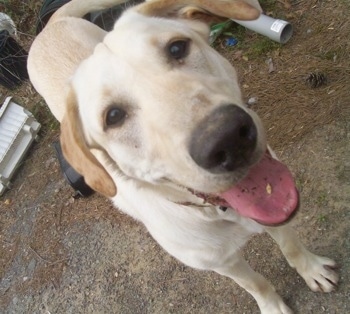 Close up with a tilted camera effect - A yellow Labrador Retriever is standing in dirt. Its mouth is open and its tongue is out. There is dirt on its tongue.