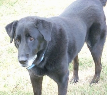 A black with white German Sheprador with drop ears is standing in a field and looking forward