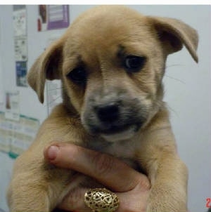 Close up - A tan with white Boxachi puppy is being held in the air by the hand of a person.