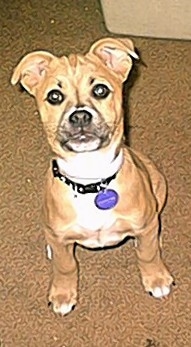 Topdown view of a tan with white Boxachi puppy that is sitting on a carpet and it is looking up.