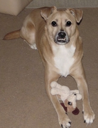 A tan with white Boxachi is laying on a carpet and in between its front paws is a plush toy and it is looking up.