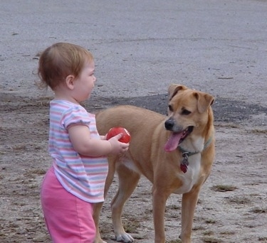 The front right side of a tan with white Boxachi that is standing on a beach and next to it is a toddler girl with a pool ball in her hands.