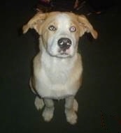 A tan with white Labrador/Boxer/Rottweiler/Husky mix breed dog is sitting on a green carpet looking up.