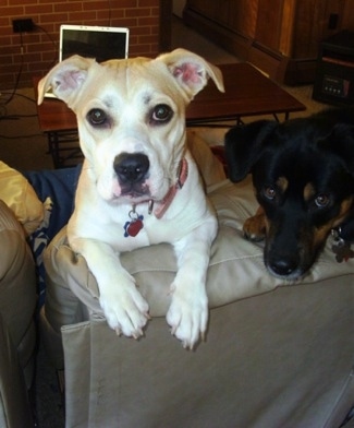 Close up head and upper body shots of two dogs on the back of a couch - A tan with white Pitbull/Corgi mix is standing up against the back of a couch next to a black and tan Shepweiler mix.