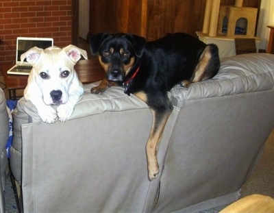 Kasey the Pit Bull / Corgi mix (left) with Noah the German Shepherd / Rottweiler mix (right).