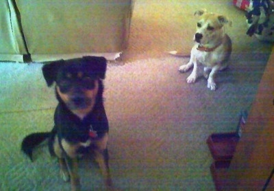 A black with brown Shepweiler mix is sitting on a carpet and looking up. Behind it is a short-legged tan with white Pit Bull/Corgi mix looking at the Shepweiler. They are in a living room.