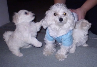 Two white dogs on a blue carpet, an adult wearing a baby blue shirt and a small puppy that is jumped up with its front paw on the older dog.