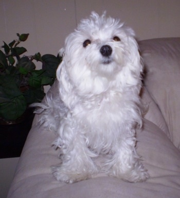 Maltese Puppies on Maltese Information And Pictures  Malteses