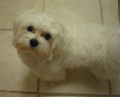 View from the top looking down - A white Maltese is standing on a tan tiled floor looking up.