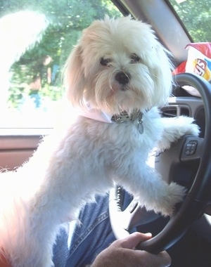  Hair Cuts on Maltese Named Prince  Better Known As Nutpup  At 3 Years Old    Keep