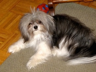 A black with grey and white long coat Mi-Ki is laying on a tan rug next to a Pergo floor in front of a chair. There is a red and blue ball behind it.