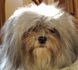 Close up head shot - A black with grey and white smooth coat Mi-Ki is looking forward.