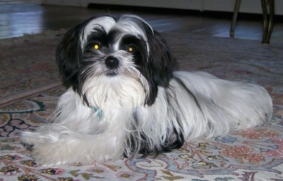 A long coat black and white Mi-Ki is laying on a tan oriental rug and looking forward in a living room.