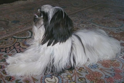 Side view - A long coat black and white Mi-Ki is laying on a tan oriental rug looking up.