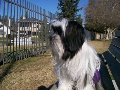 A long coat black and white Mi-Ki is sitting outside on a black bench looking out of a rawd iron fence.