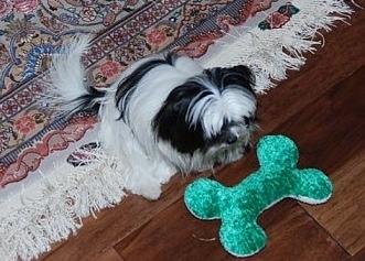 A long coat black and white Mi-Ki is sitting on a tan oriental rug in front of a green plush bone that is on a hardwood floor.